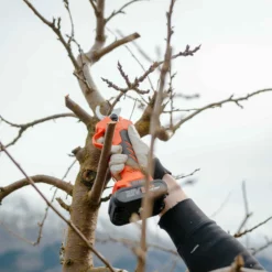 Beskjæringssaks Elektrisk 30mm -Møbler Salgsbutikk org Beskjaering 0010 P1025807 scaled