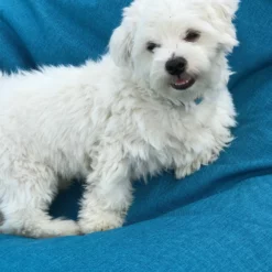 Blått Vannavvisende Trekk Til Sittesekk -Møbler Salgsbutikk org IMG 03181