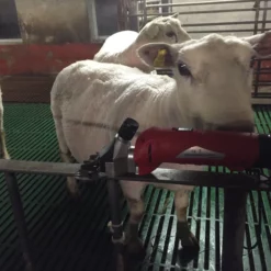 Klippemaskin For Sau SC-008 Oppladbar -Møbler Salgsbutikk org IMG 4432