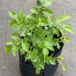 Potetpotte 35x40cm -Møbler Salgsbutikk org IMG 7254