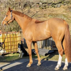 Bondematten I Gummi - Tykkelse 17 MM 15 Bondematten I Gummi - Tykkelse 17 MM -Møbler Salgsbutikk org bondematte 17 07