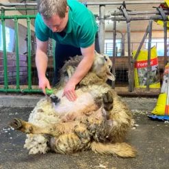 Klippemaskin For Sau SC-009 Oppladbar -Møbler Salgsbutikk org klippemaskin sau sc 009 oppladbar 07