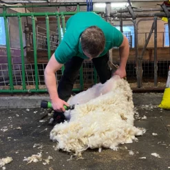 Klippemaskin For Sau SC-009 Oppladbar -Møbler Salgsbutikk org klippemaskin sau sc 009 oppladbar 09