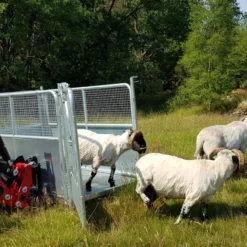 Transportkasse Kyr - Dyr- Sau Combi -Møbler Salgsbutikk org transportkasse kyr dyr 08